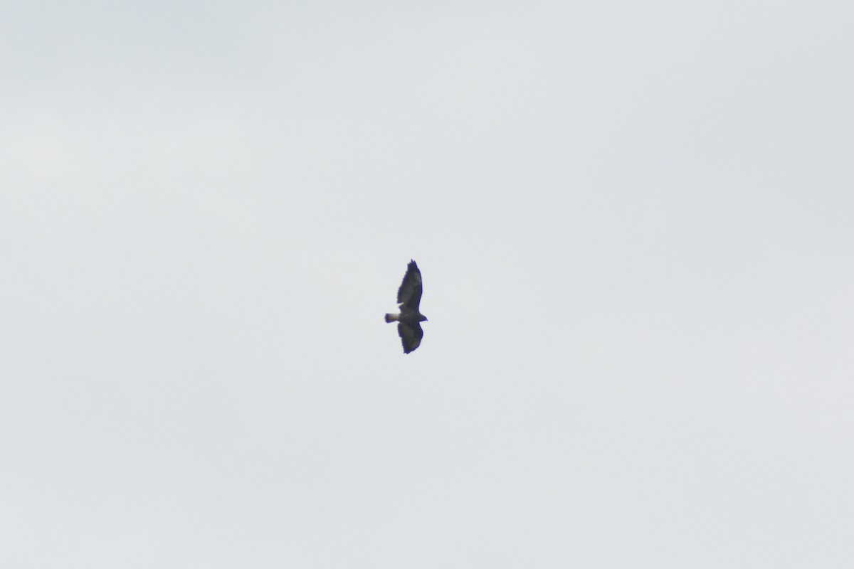 White-tailed Hawk - ML616791535