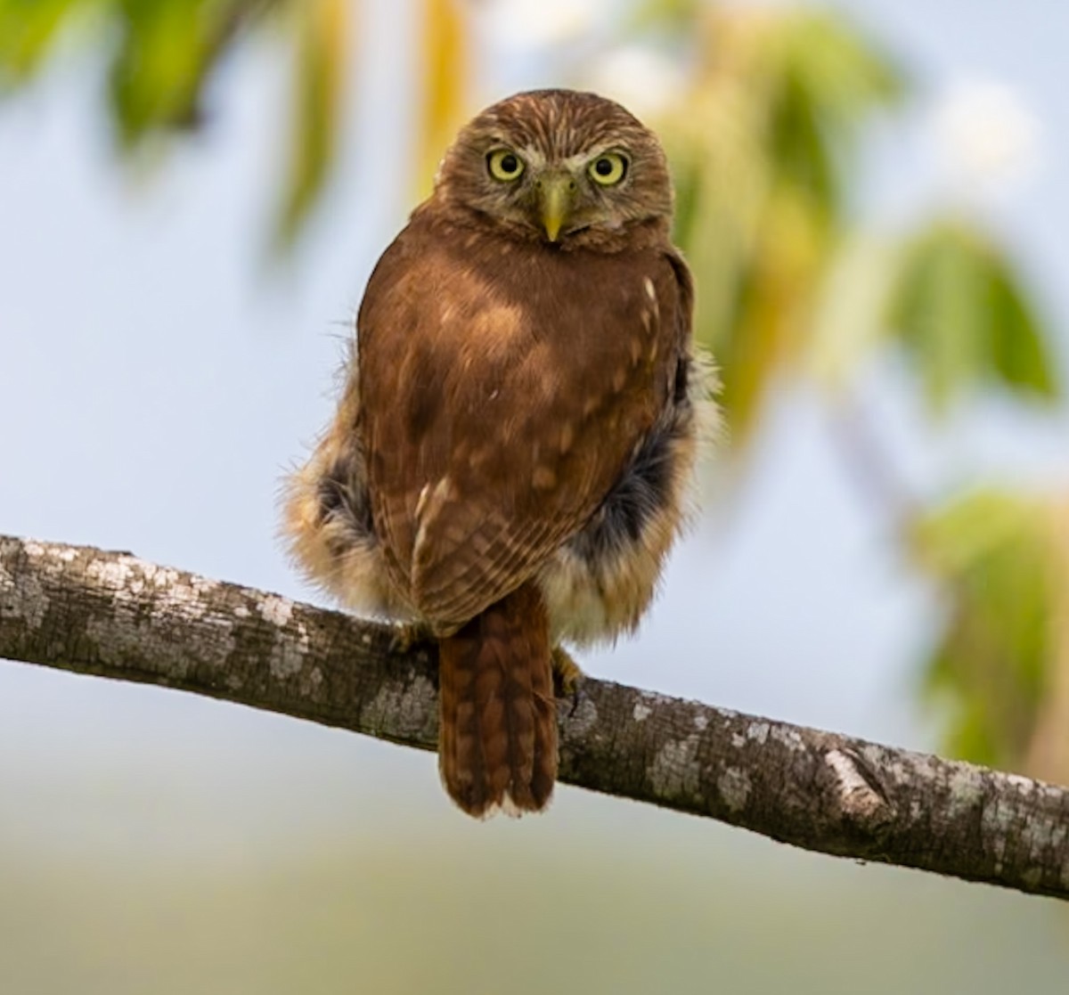 Peruvian Screech-Owl - ML616791771