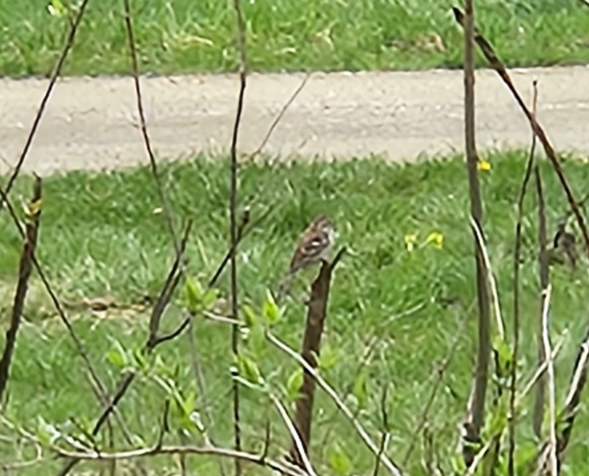 Field Sparrow - Jarod Hitchings