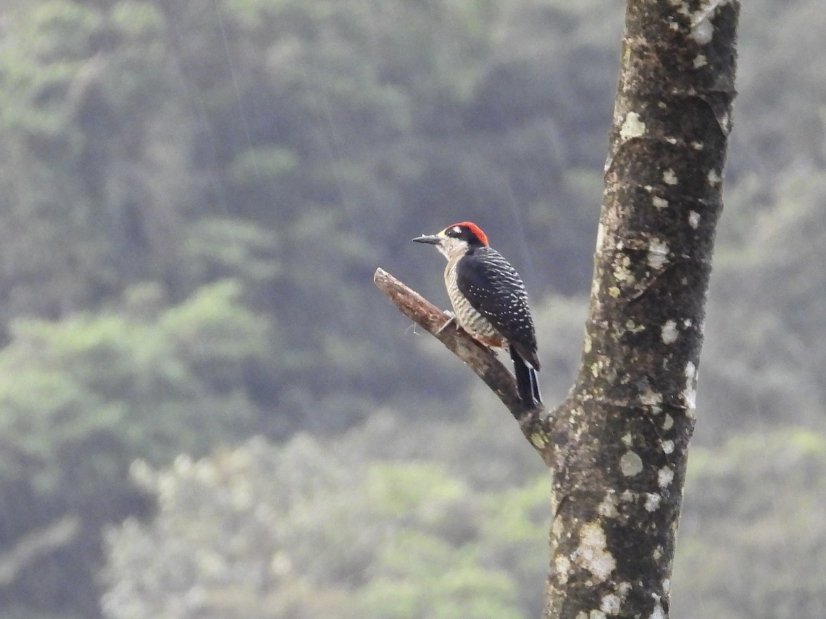Black-cheeked Woodpecker - ML616791813