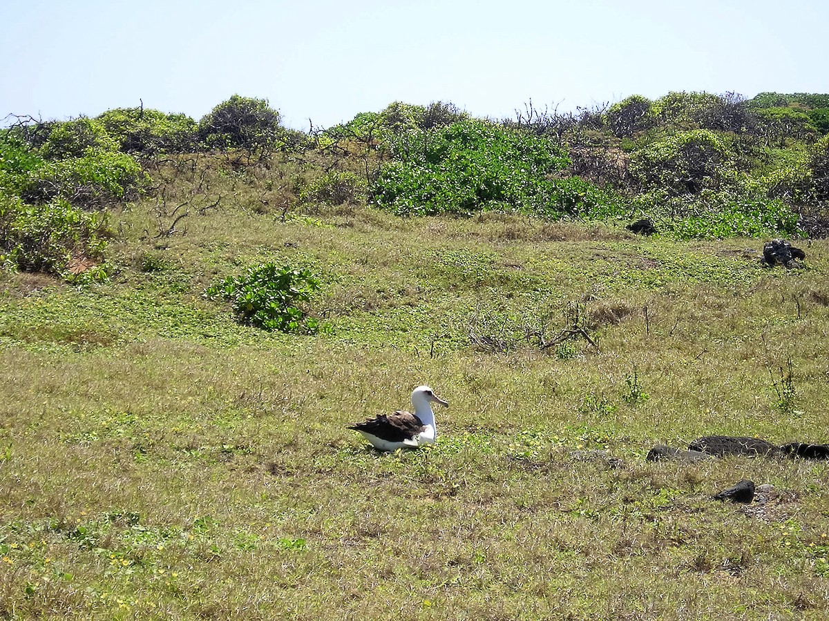 albatros laysanský - ML616791876