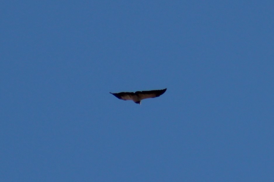 Black-chested Buzzard-Eagle - ML616791936