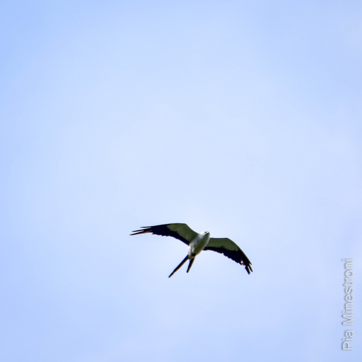 Swallow-tailed Kite - ML616792024