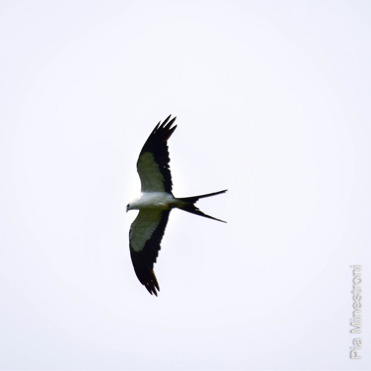 Swallow-tailed Kite - Pia Minestroni