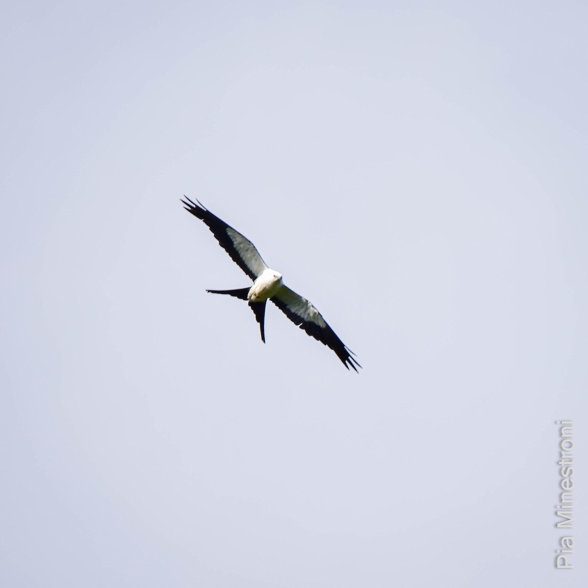 Swallow-tailed Kite - Pia Minestroni