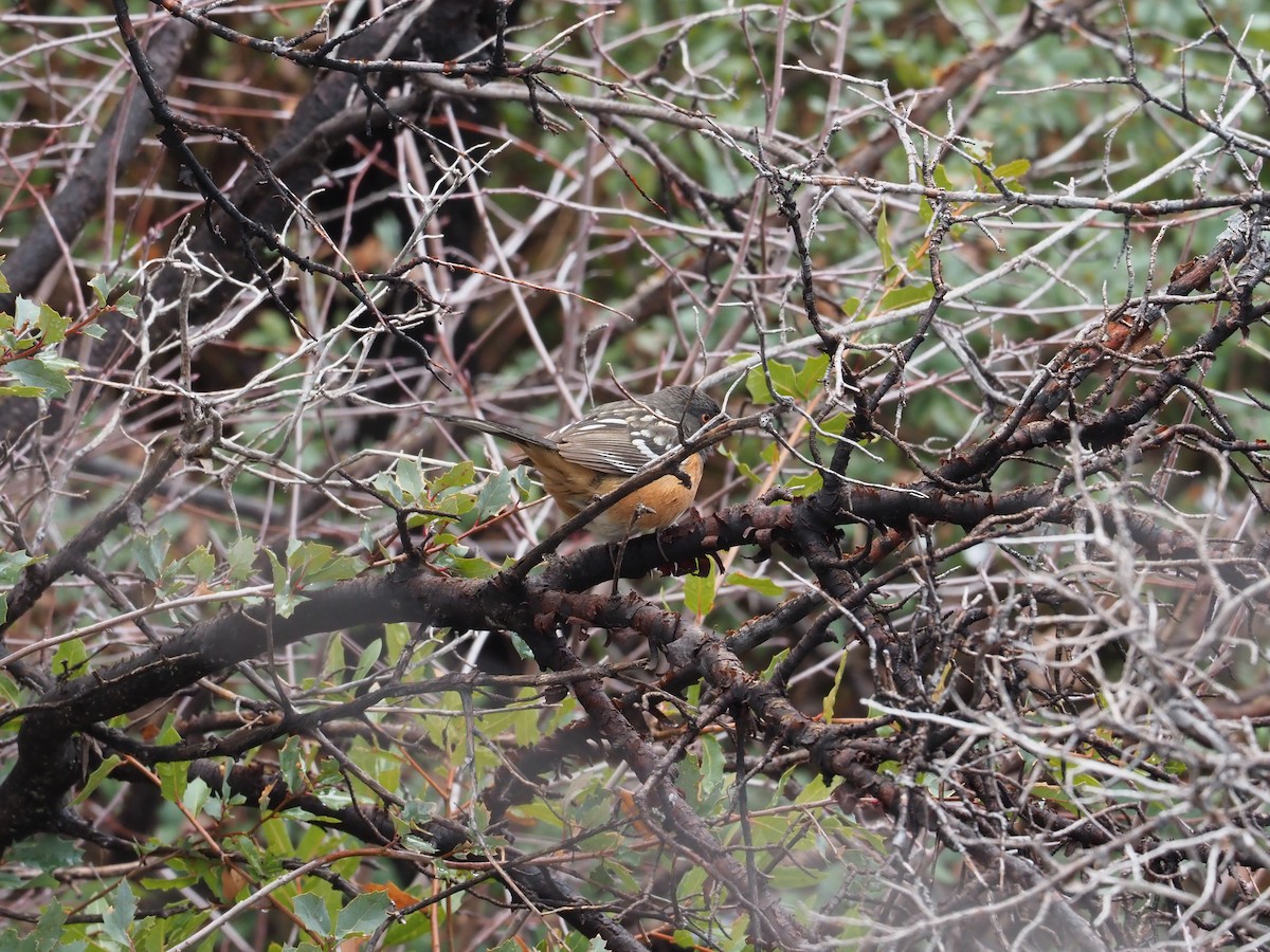Spotted Towhee - ML616792028