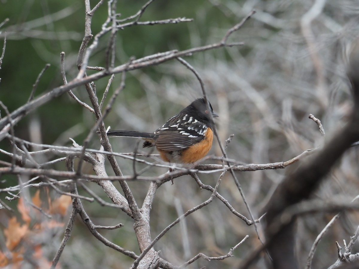 Spotted Towhee - ML616792029