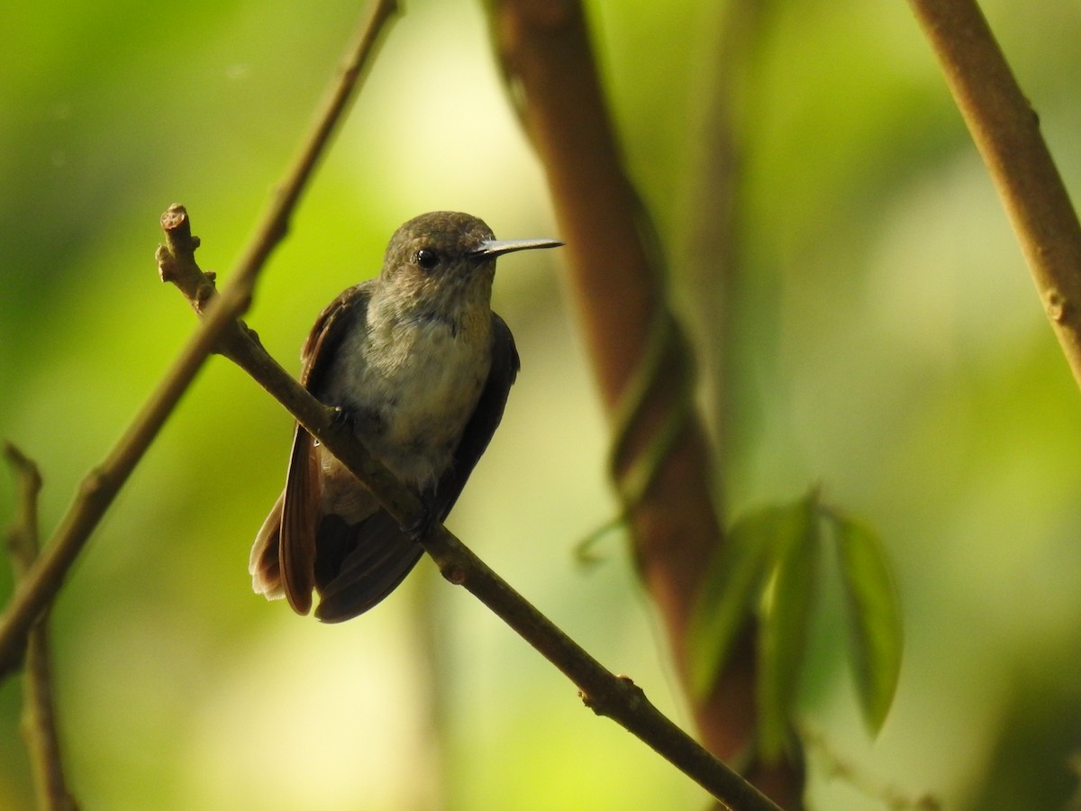 Olive-spotted Hummingbird - ML616792062