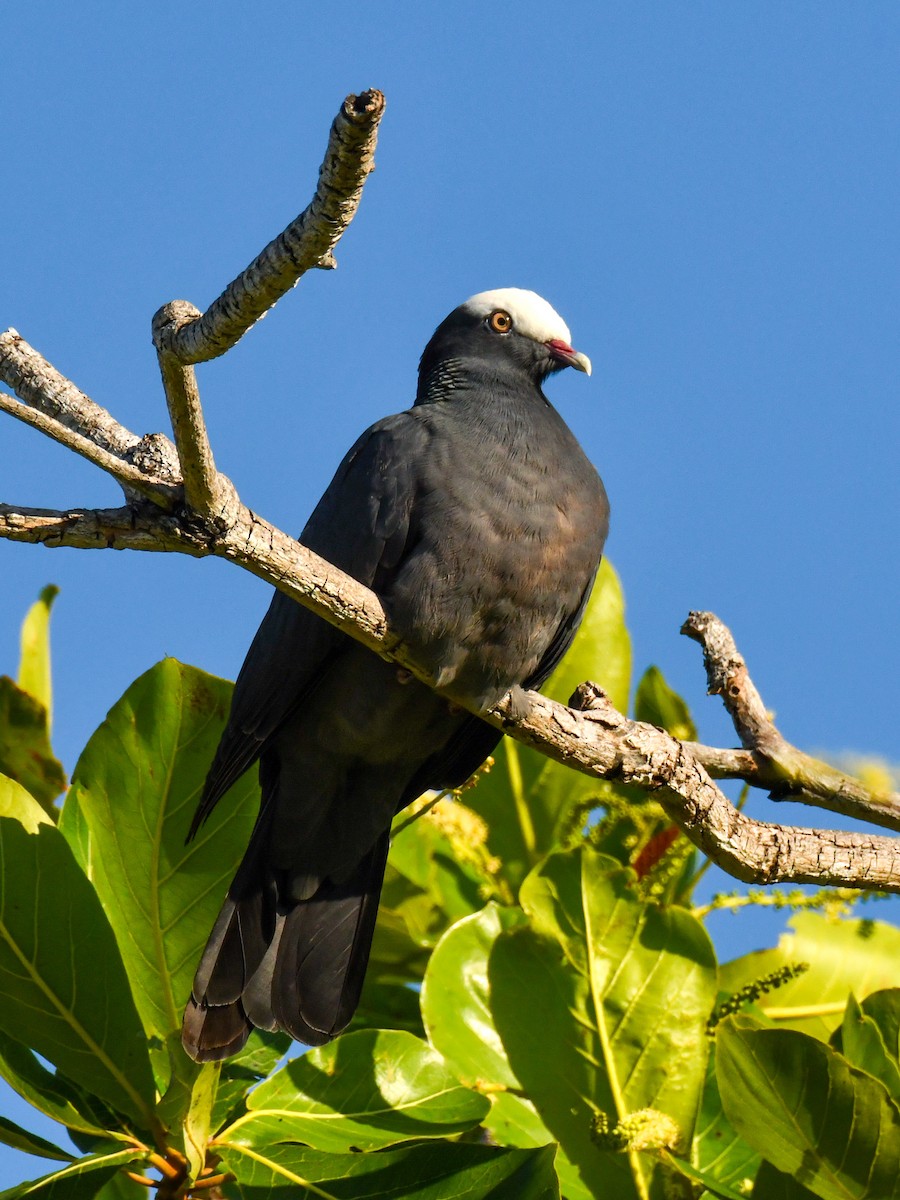 White-crowned Pigeon - ML616792074