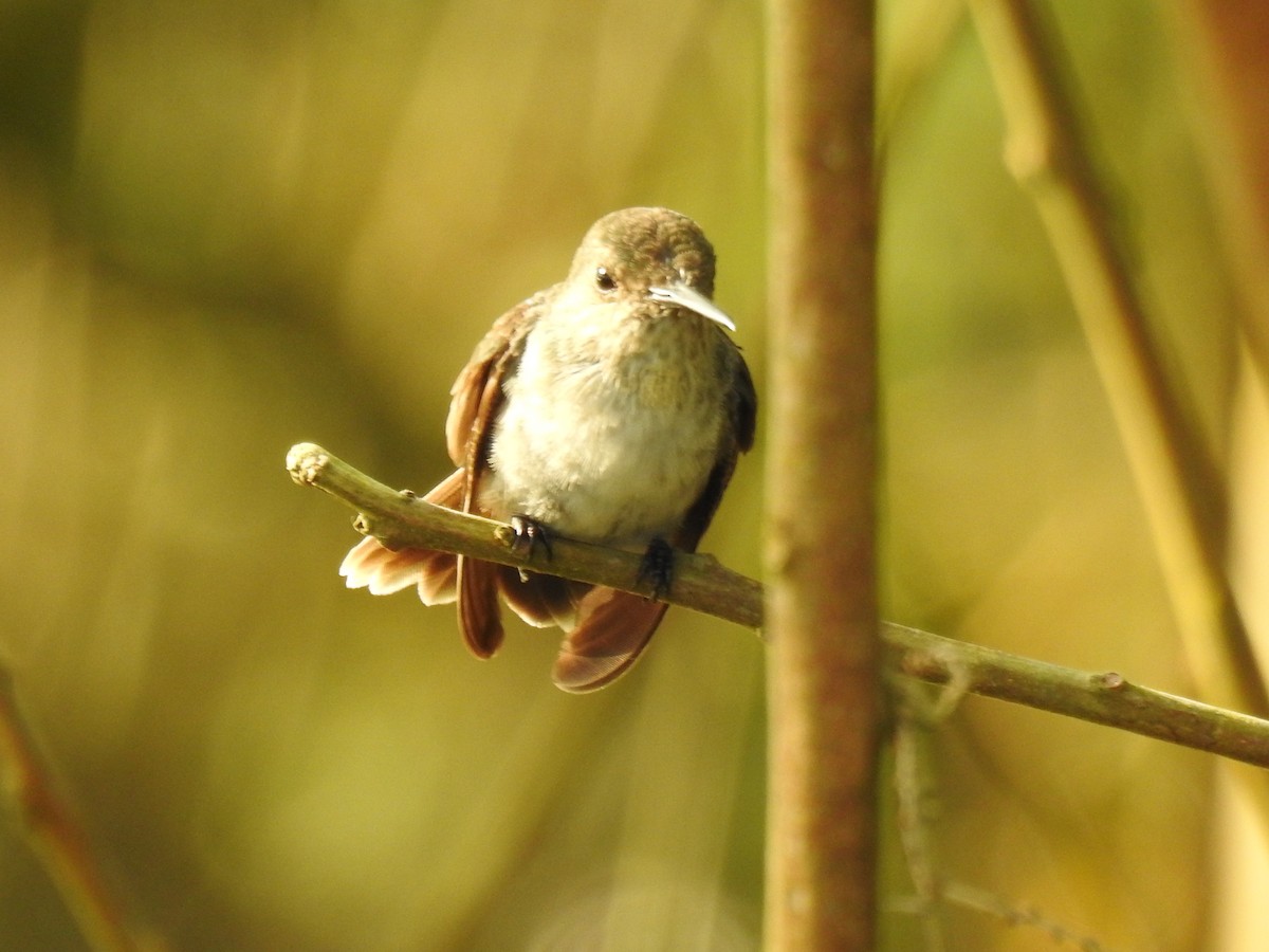 Olive-spotted Hummingbird - ML616792088