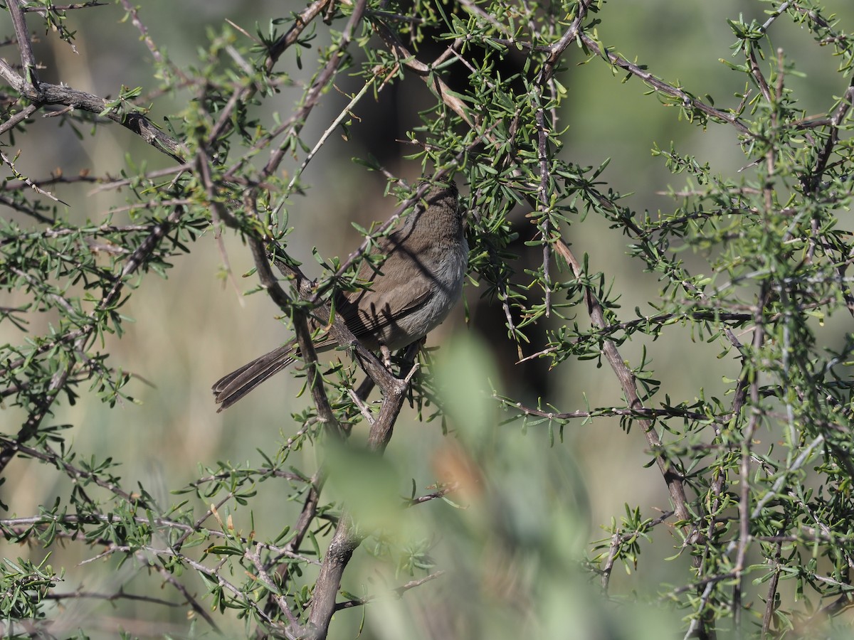 Black-throated Sparrow - ML616792134
