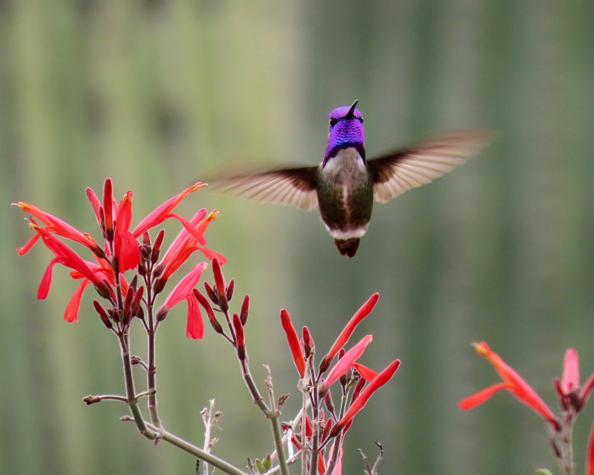 Costa's Hummingbird - ML616792149