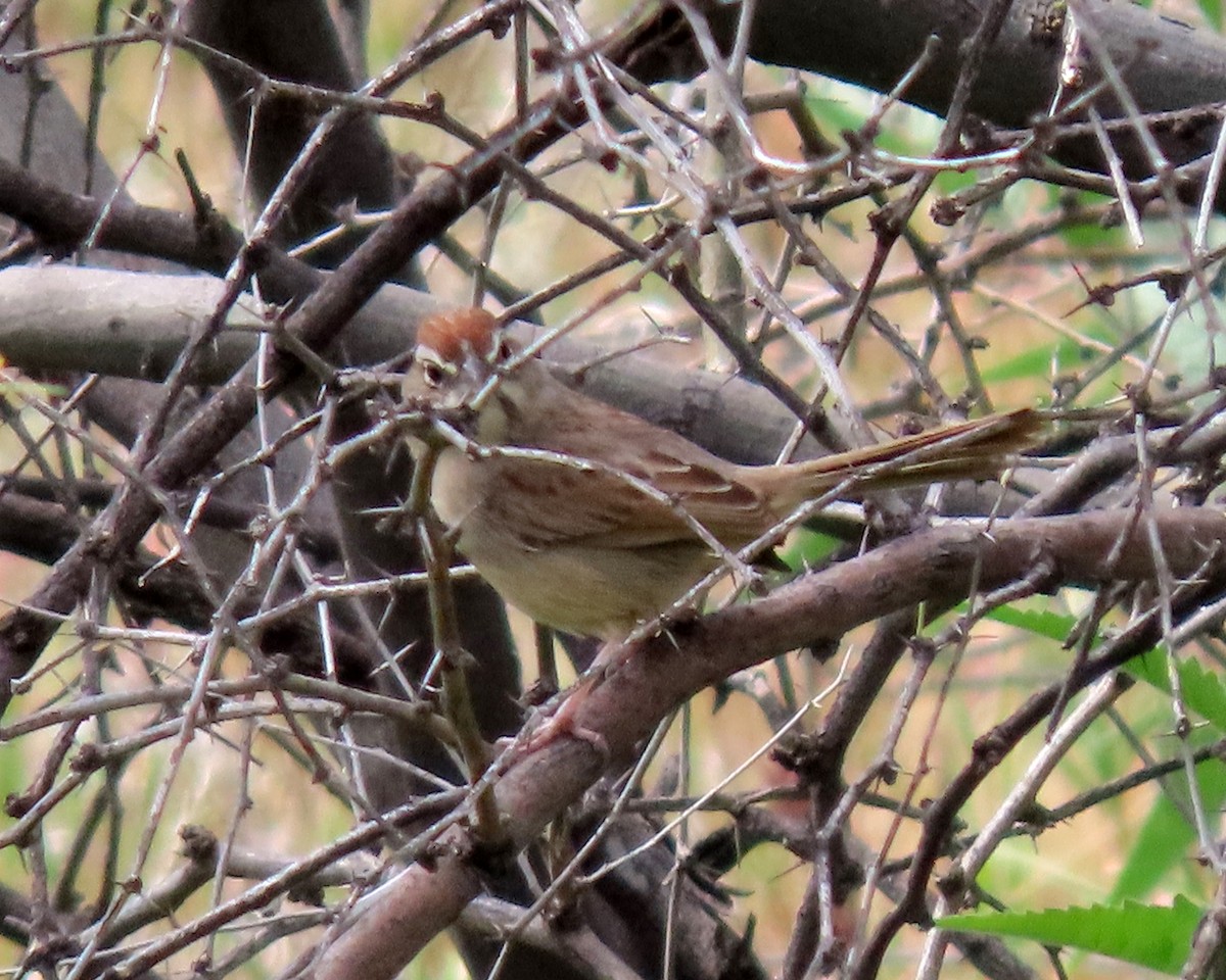 Rufous-crowned Sparrow - ML616792158