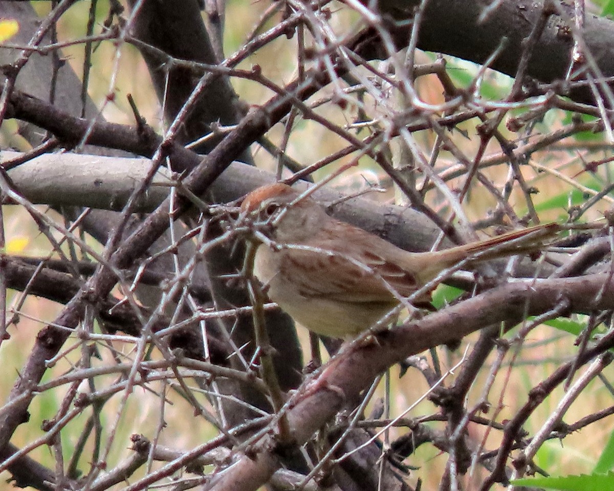 Rufous-crowned Sparrow - ML616792161