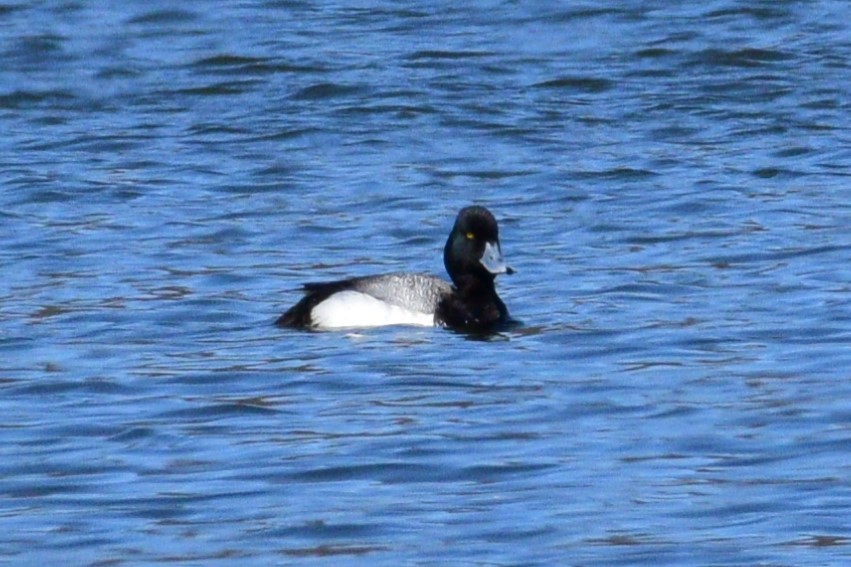 Greater Scaup - ML616792180
