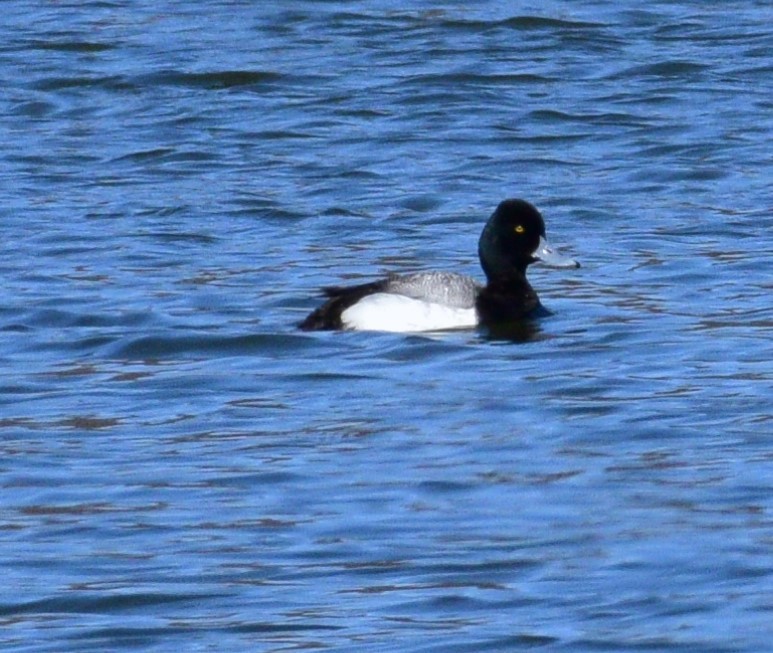 Greater Scaup - ML616792181