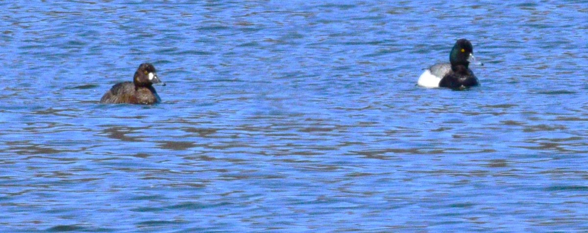 Greater Scaup - ML616792182
