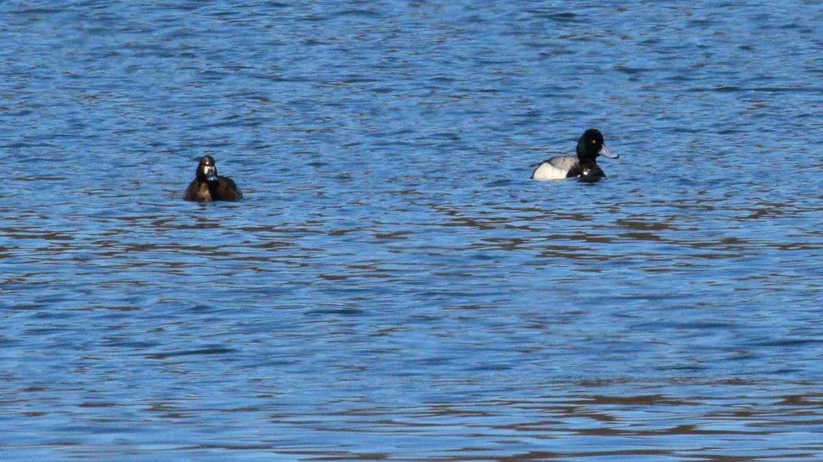 Greater Scaup - ML616792183