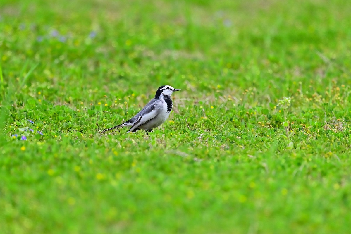 White Wagtail (Black-backed) - ML616792344