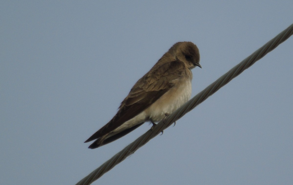 Northern Rough-winged Swallow - ML616792356