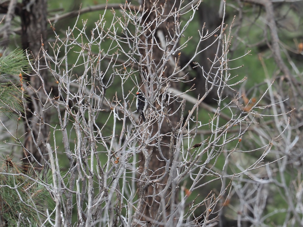 strakapoud americký (ssp. orius/icastus) - ML616792516