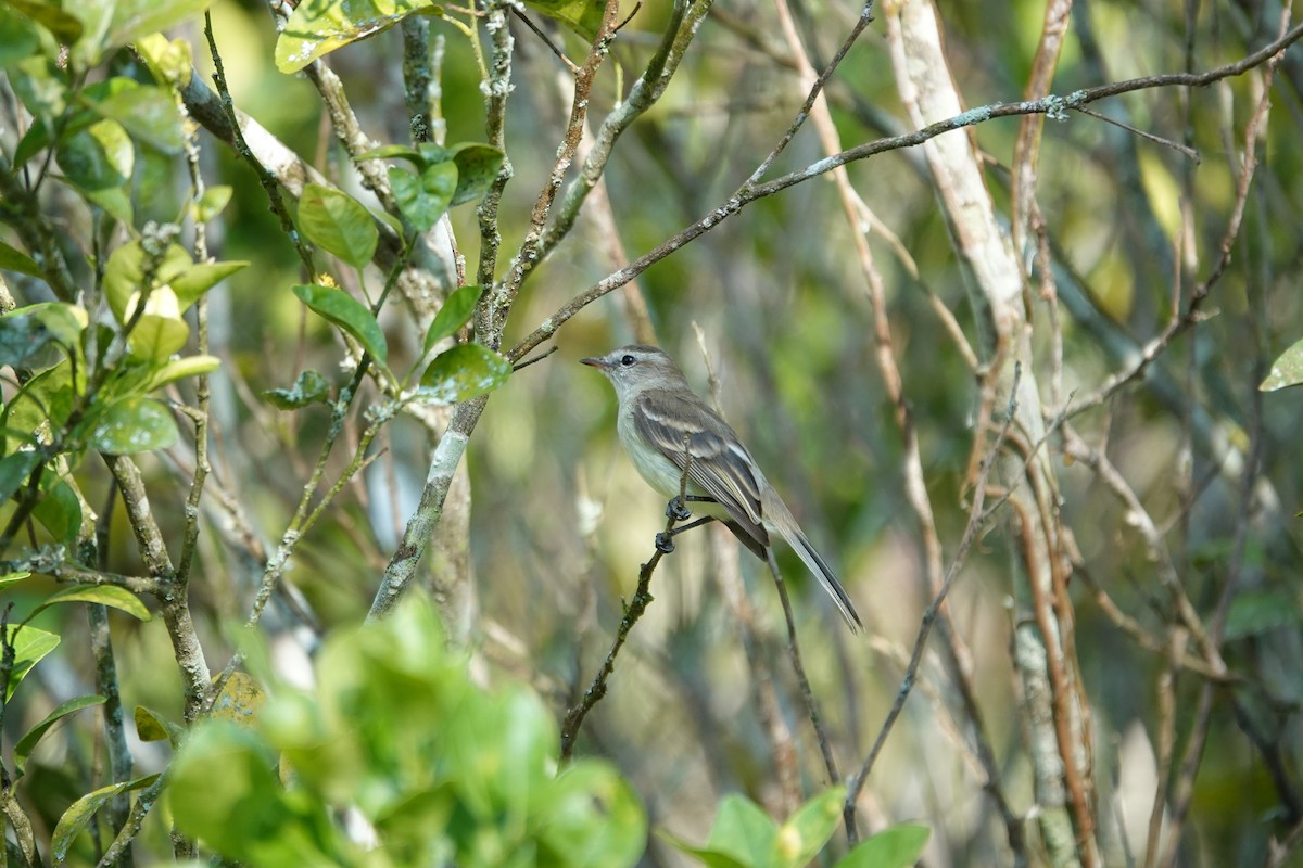 Northern Mouse-colored Tyrannulet - ML616792523