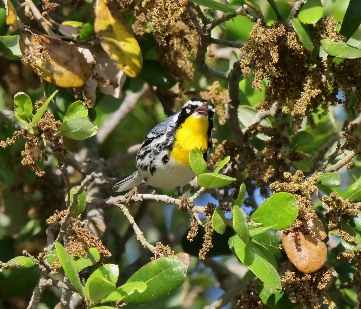 Yellow-throated Warbler - ML616792541