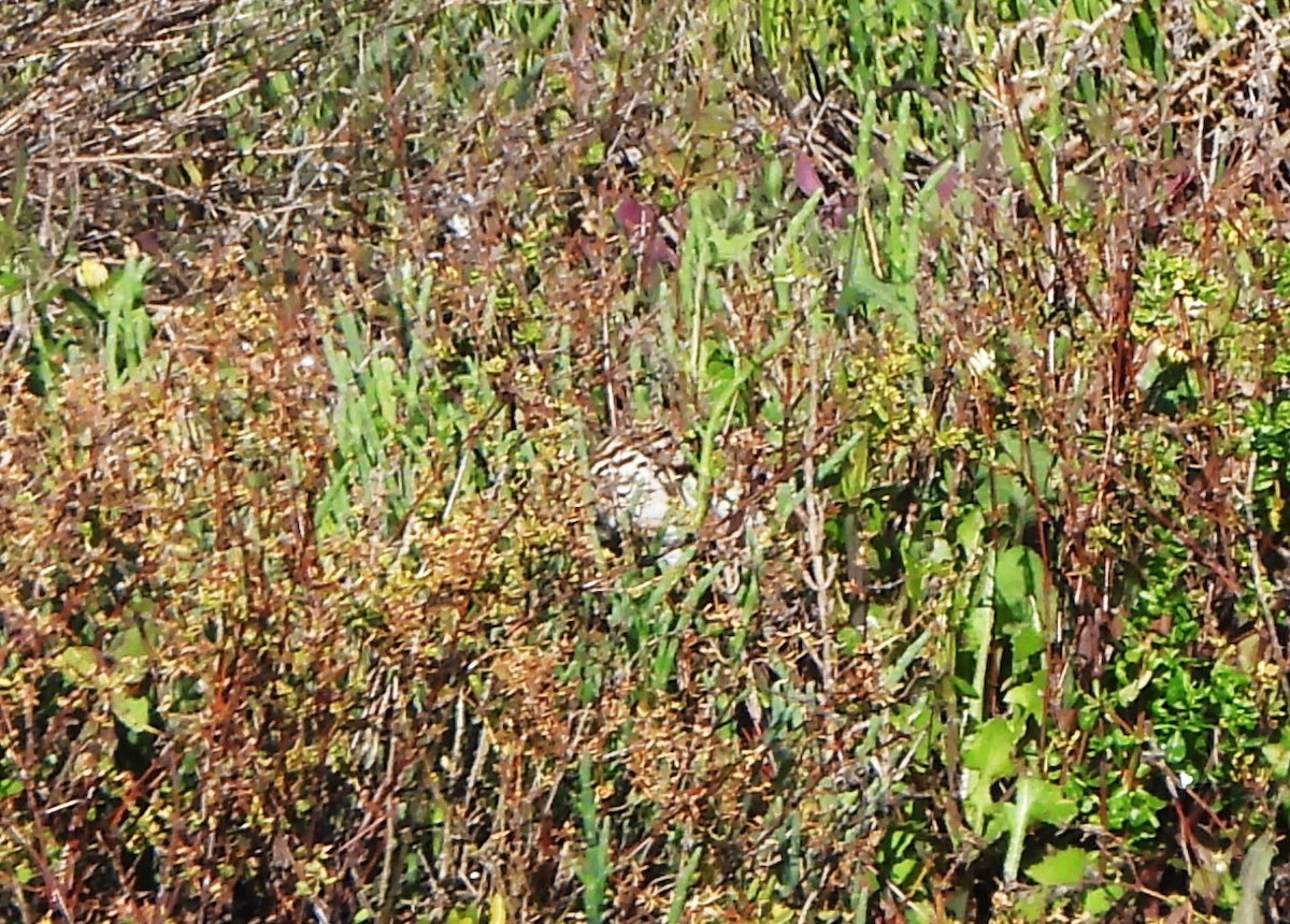 Savannah Sparrow (Belding's) - ML616792654