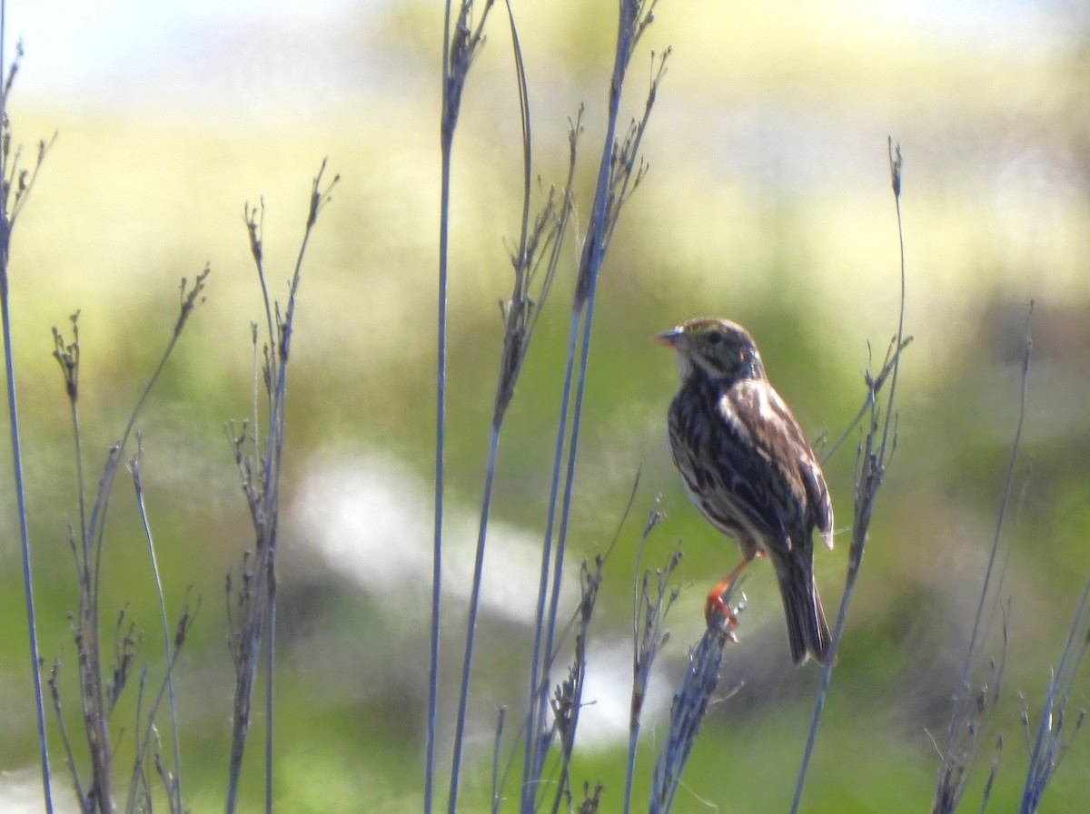 Savannah Sparrow (Belding's) - ML616792664