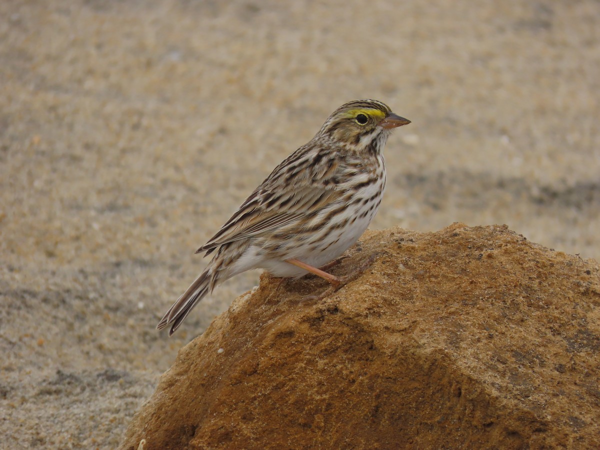 Savannah Sparrow - ML616792721