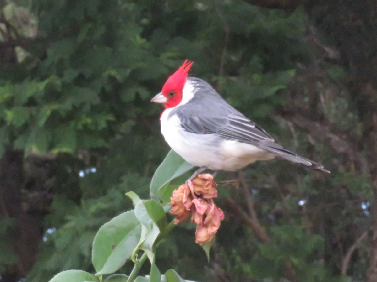 Red-crested Cardinal - ML616792741
