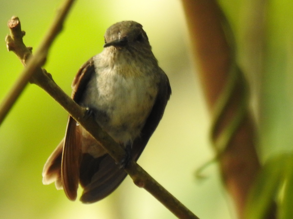 Olive-spotted Hummingbird - ML616792750