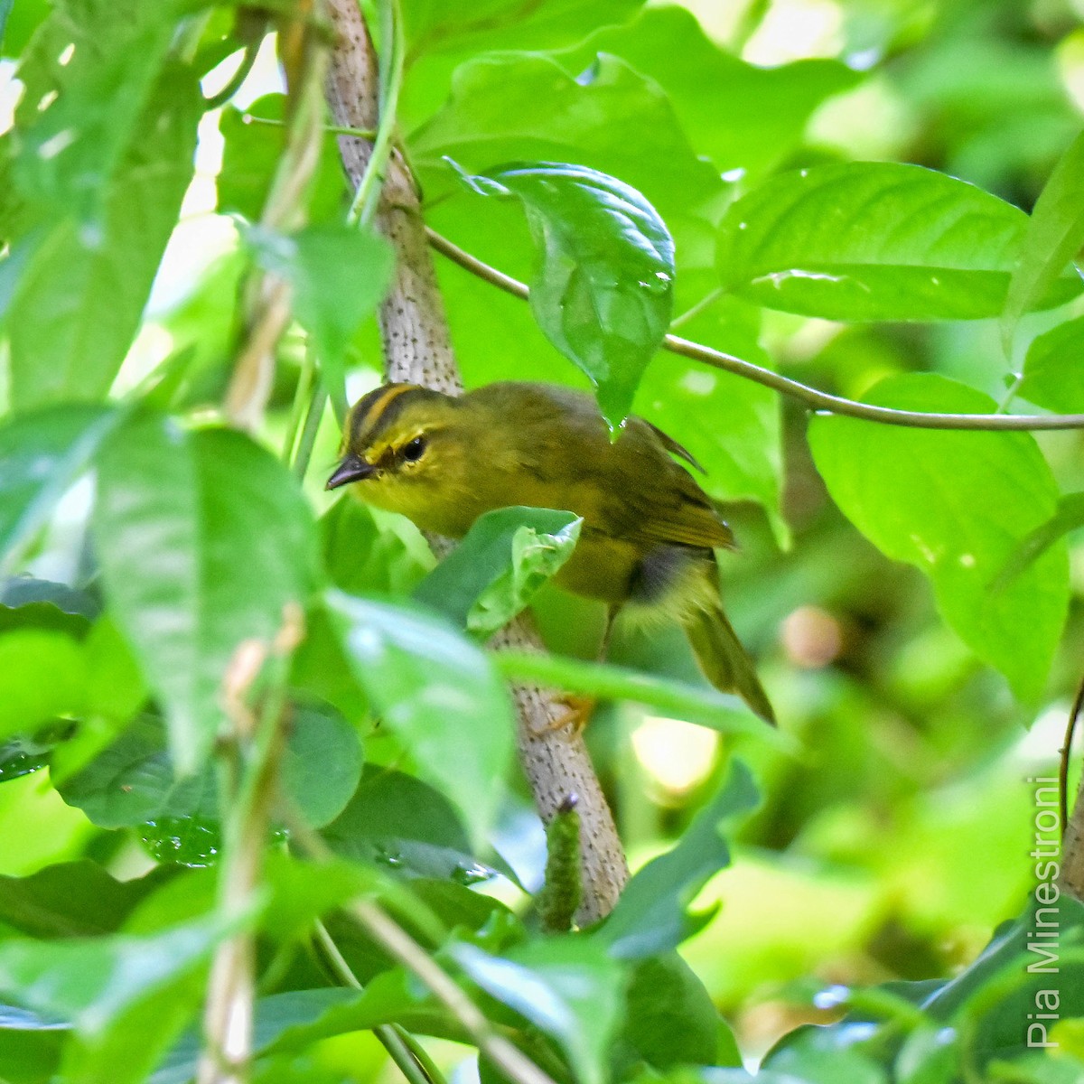 Two-banded Warbler - ML616792978