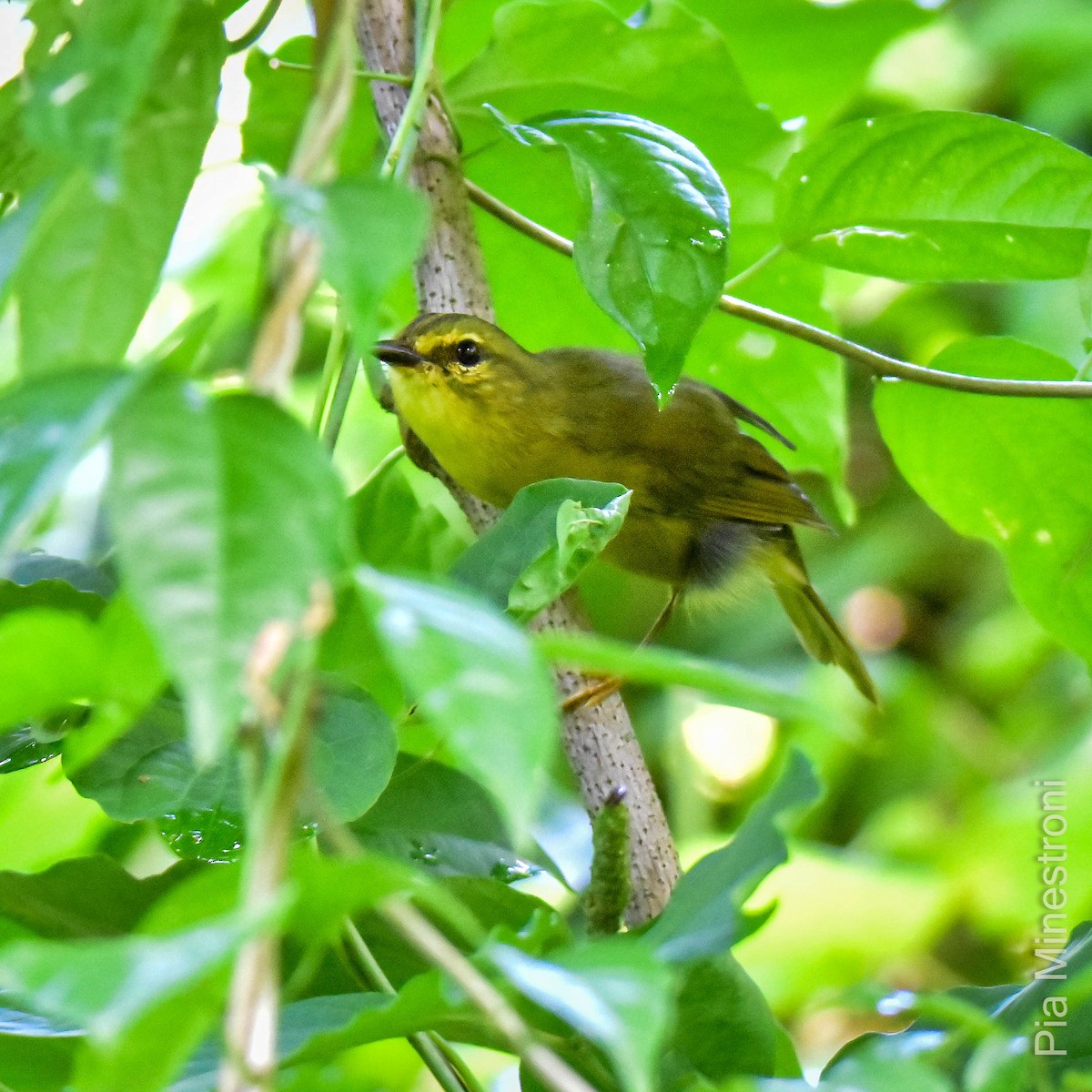 Two-banded Warbler - ML616792979