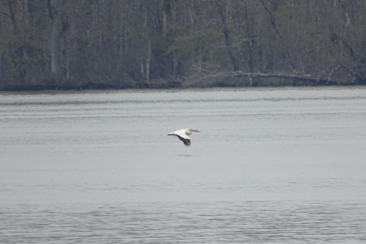 American White Pelican - ML616793073