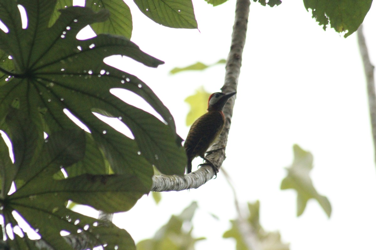 Spot-breasted Woodpecker - ML616793159