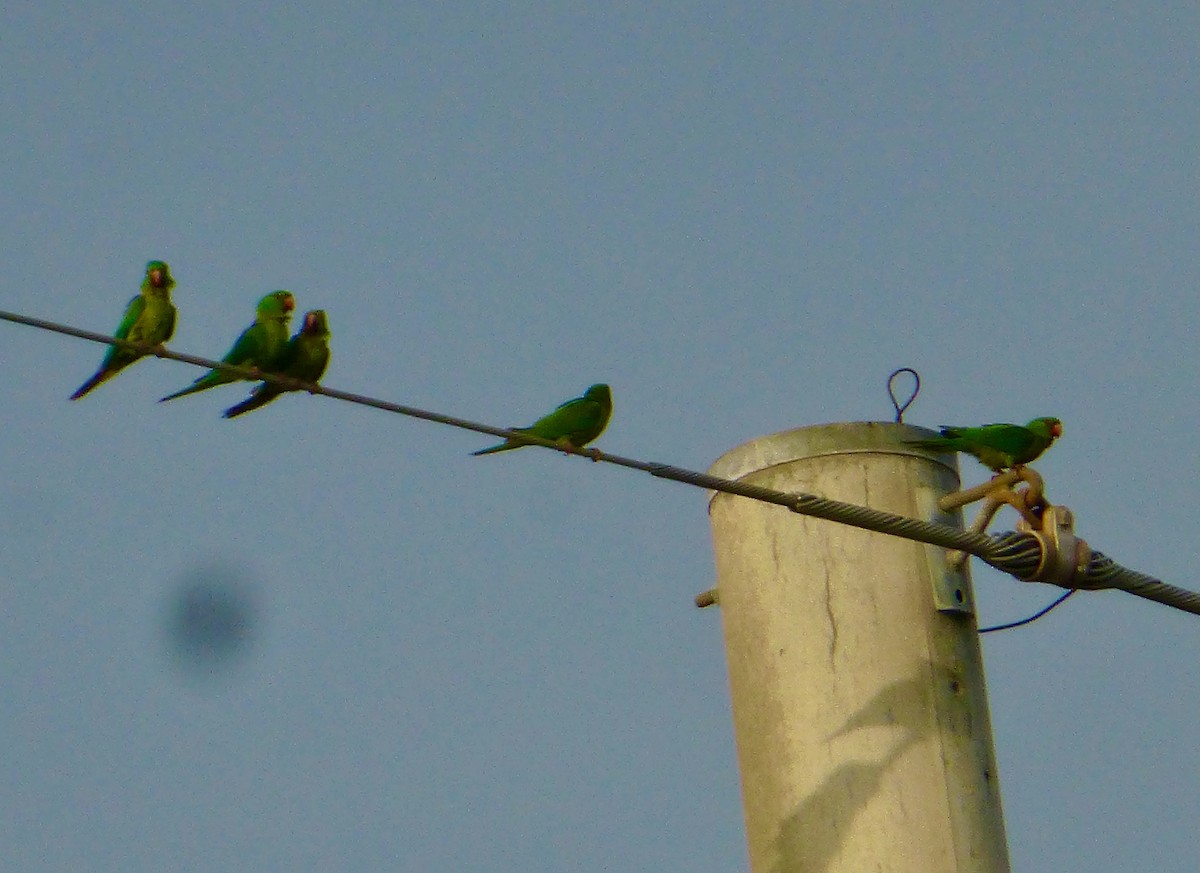 Green Parakeet - ML616793277