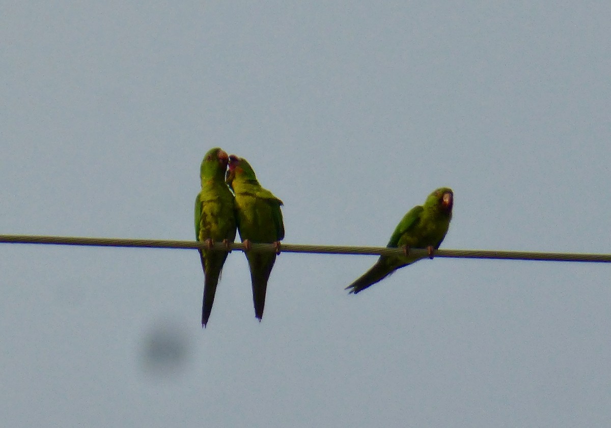 Green Parakeet - ML616793300