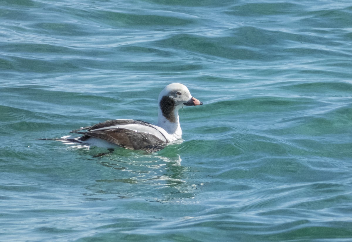 Long-tailed Duck - ML616793498