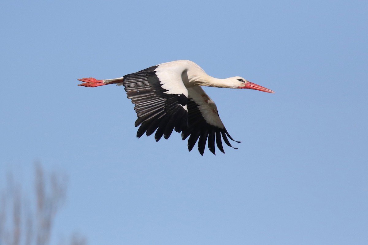White Stork - ML616793578