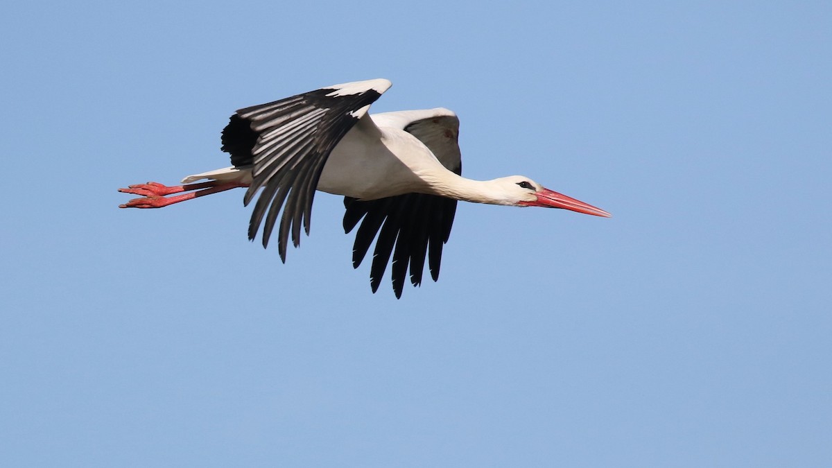 White Stork - ML616793579