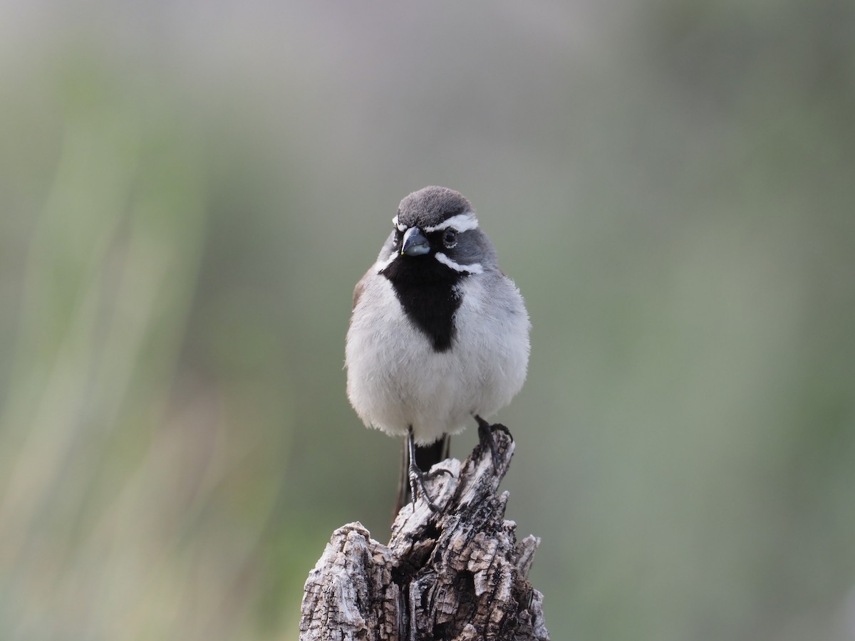 Black-throated Sparrow - ML616793602