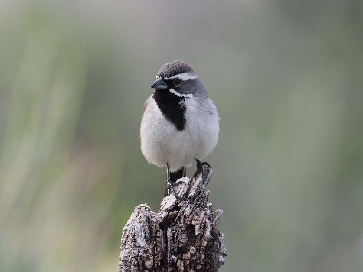 Black-throated Sparrow - ML616793603