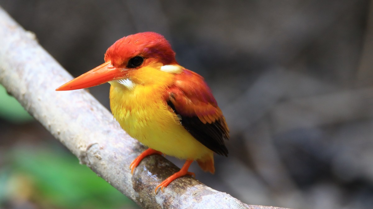 Rufous-backed Dwarf-Kingfisher - NORALIP HASSANUDDIN