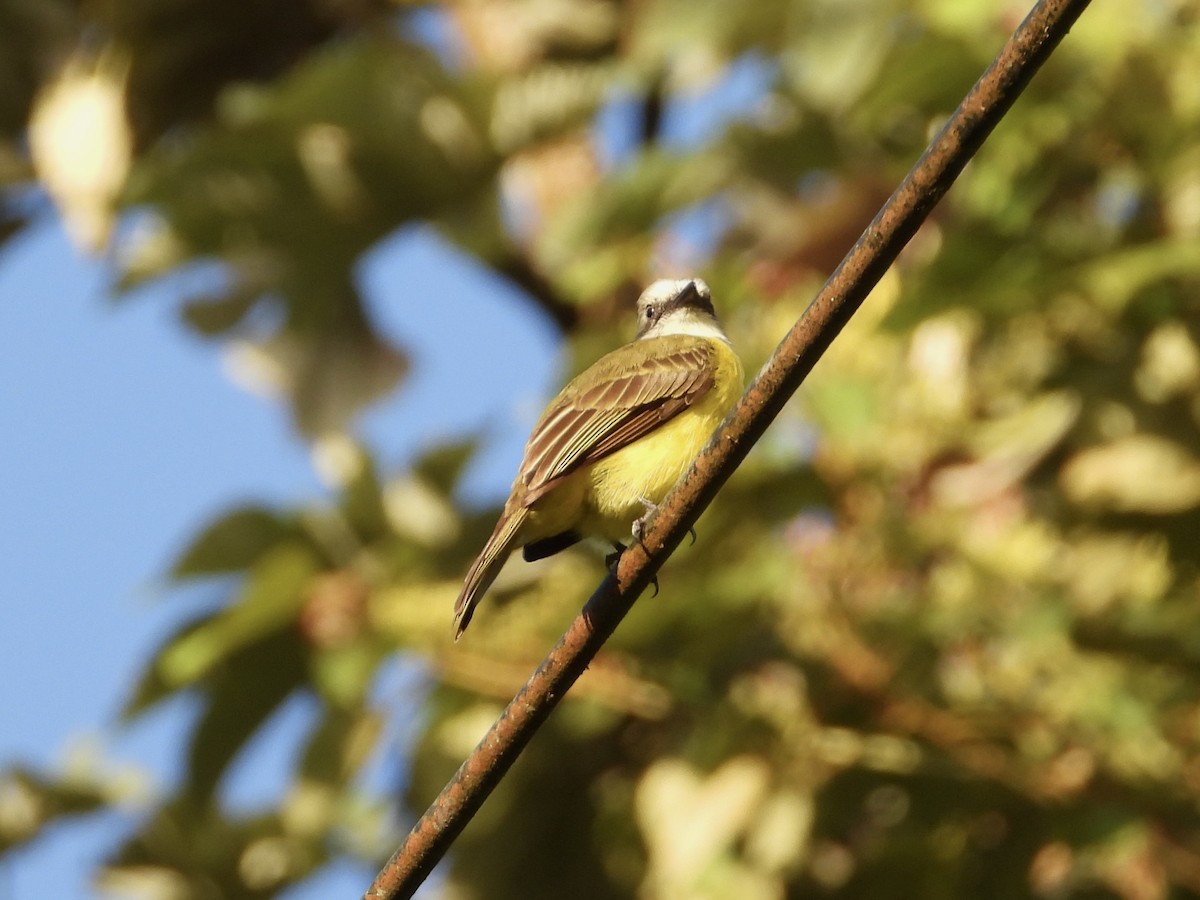 Gray-capped Flycatcher - WS Barbour