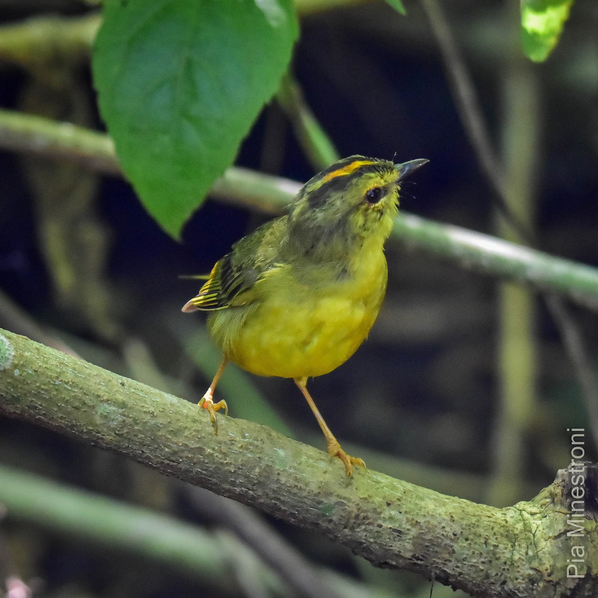 Two-banded Warbler - ML616793834
