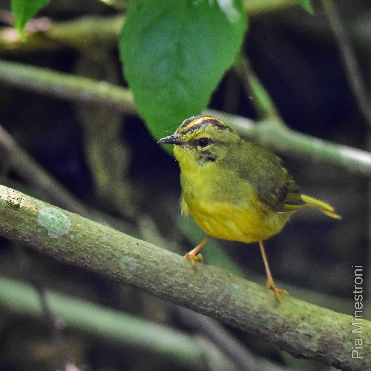 Two-banded Warbler - ML616793836