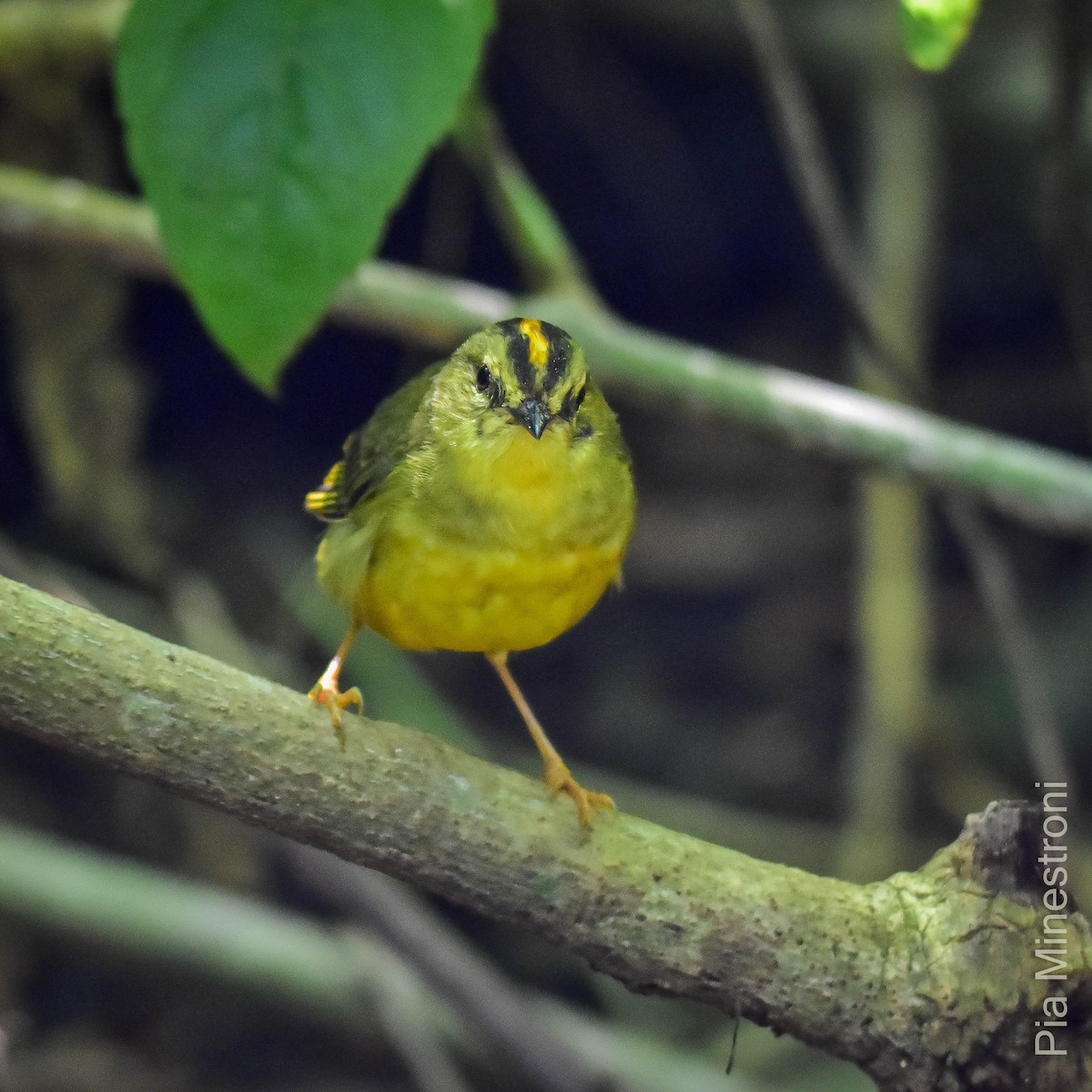 Two-banded Warbler - ML616793839