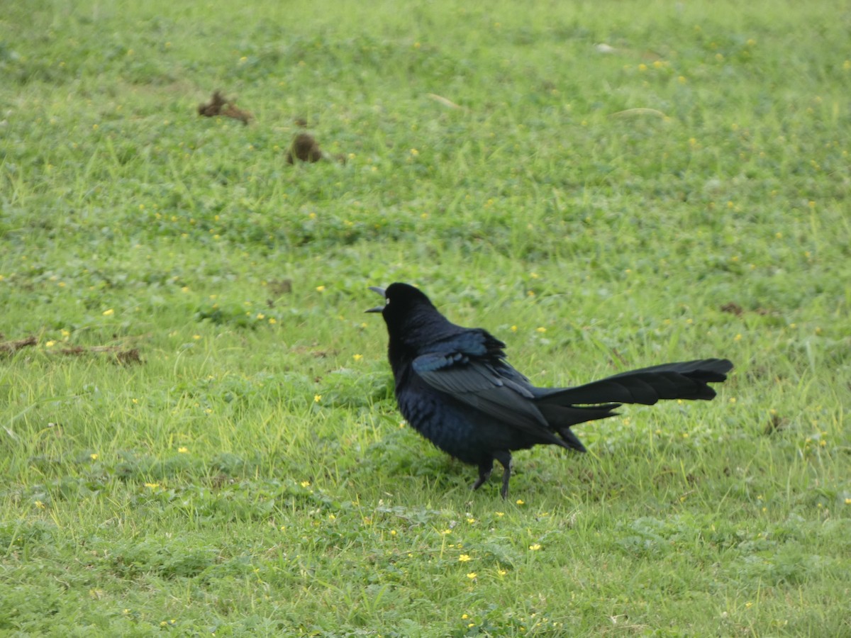 Great-tailed Grackle - ML616794018