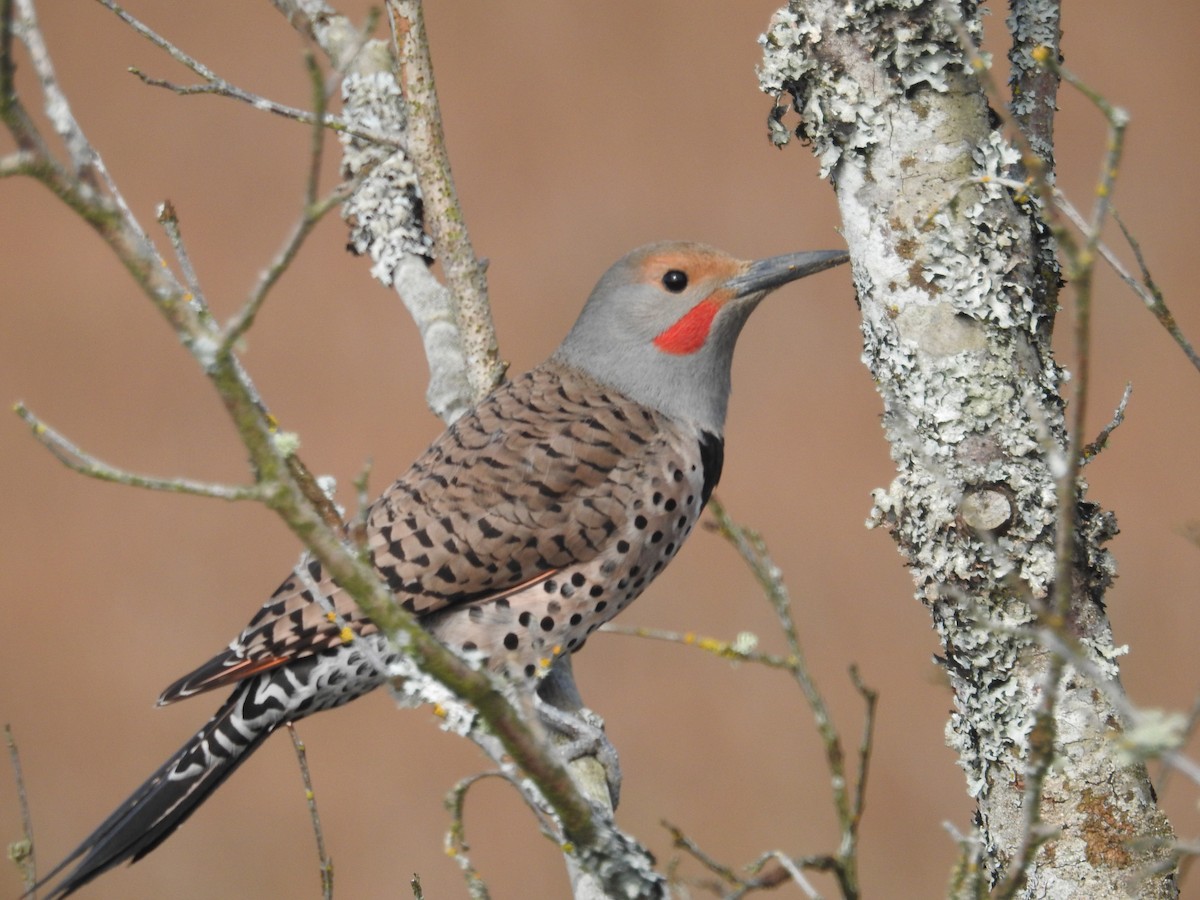 Northern Flicker (Red-shafted) - ML616794065